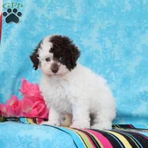 Checkers, Toy Poodle Puppy